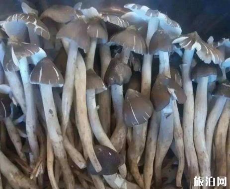 西雙版納到大理旅游指南_行程_景點推薦
