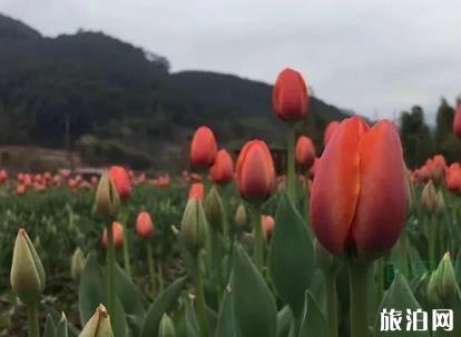 遵義到巴厘島旅游指南_行程_景點推薦